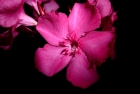 Oleander
