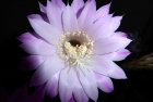 Kaktusblüte