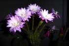 Kaktusblüten