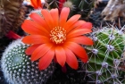 Kaktusblüte