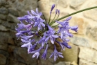 Agapanthus