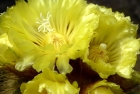 Kaktusblüte