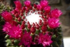 Kaktusblüten