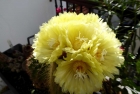 Kaktusblüten