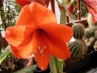 amaryllis_a